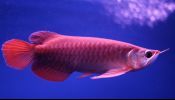 super red arowana fish,and many others for sale!!!