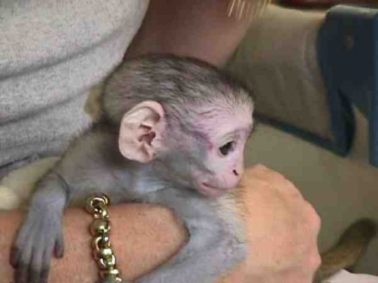 Cute baby capuchin monkey for adoption