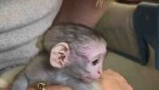 Cute baby capuchin monkey for adoption