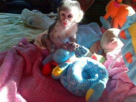 Capuchin Monkeys For Adoption. Pls Text me at  (302) 278-6313