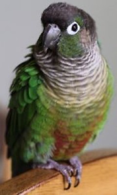 Wanted:Looking for a Young Conure