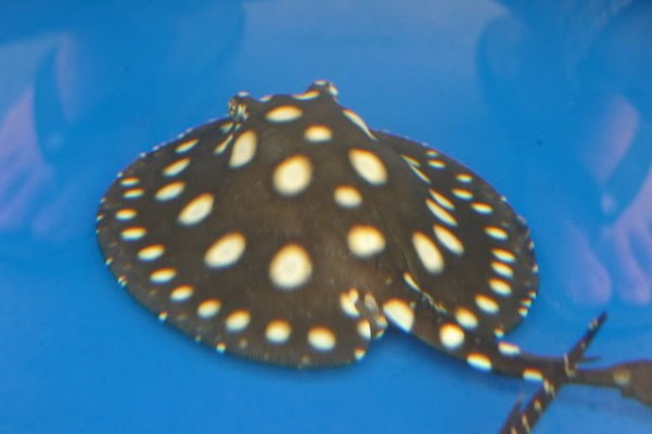 Black Diamond Potamotrygone Leopoldi Stingray Fishes (760) 585-7652