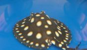 Black Diamond Potamotrygone Leopoldi Stingray Fishes (760) 585-7652