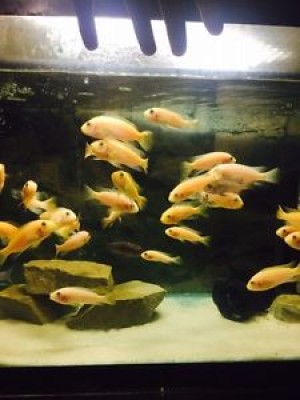 BEAUTIFUL Large African Cichlids for sale !!!'
