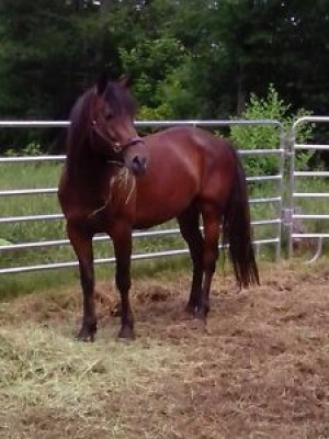 Quator horse/Trachener guilding 10 ans