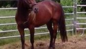 Quator horse/Trachener guilding 10 ans