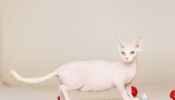 Bambino (sphynx) Kittens available soon- Hairless cats