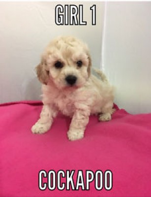 Cockapoo puppies cocker spaniel 25% poodle 75% mix
