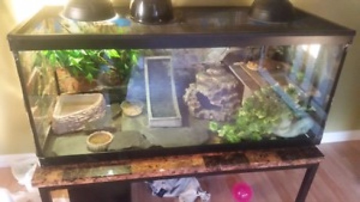 5 year old bearded dragon for sale with everything you need
