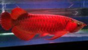 magnificient and cute Asian super red Arowana