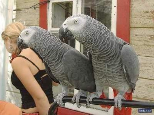 Congo African grey very friendly for sale