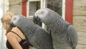 Congo African grey very friendly for sale