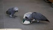 Tamed African Grey parrots for a good home
