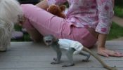 Cute baby capuchin monkeys for adoption